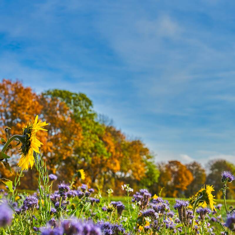 Ein Feld mit blühenden lila und einzelnen gelben Blumen vor einem Hintergrund aus bunten Herbstbäumen unter einem blauen Himmel.