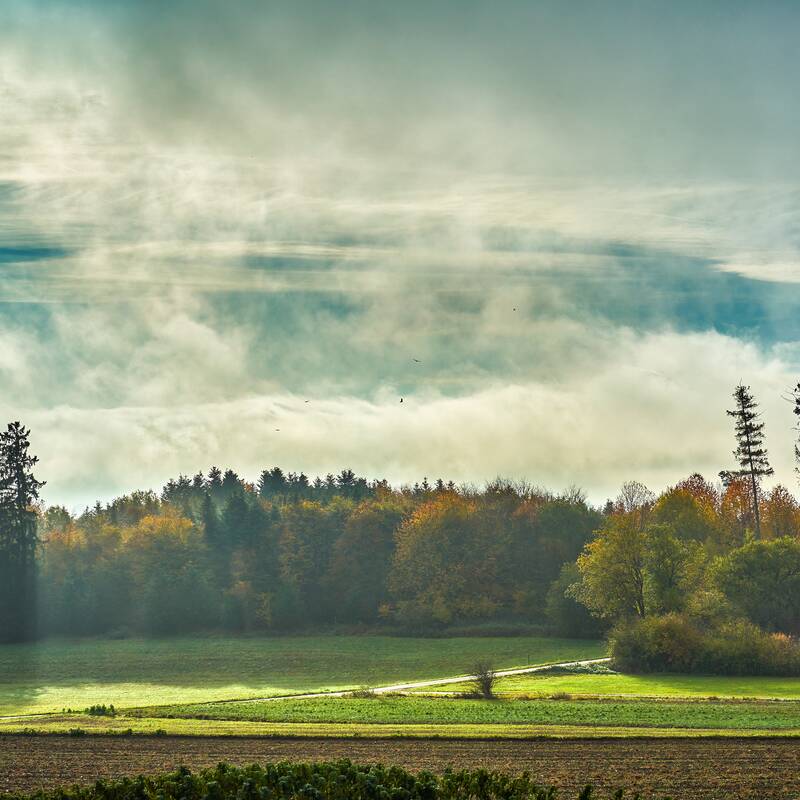 Ein herbstlich gefärbter Wald mit hervorstechenden einzelnen Bäumen erstreckt sich unter einem dramatischen Himmel, durch den Sonnenstrahlen brechen und Nebelschwaden ziehen.