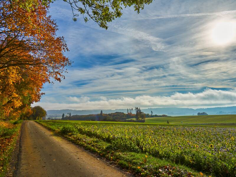 Ein ländlicher Weg führt neben einem Feld mit Sonnenblumen und bunten Wildblumen vorbei, während rechts Bäume mit herbstlich gefärbtem Laub stehen und darüber ein Himmel mit vereinzelten Wolken und sichtbaren Sonnenstrahlen zu sehen ist.