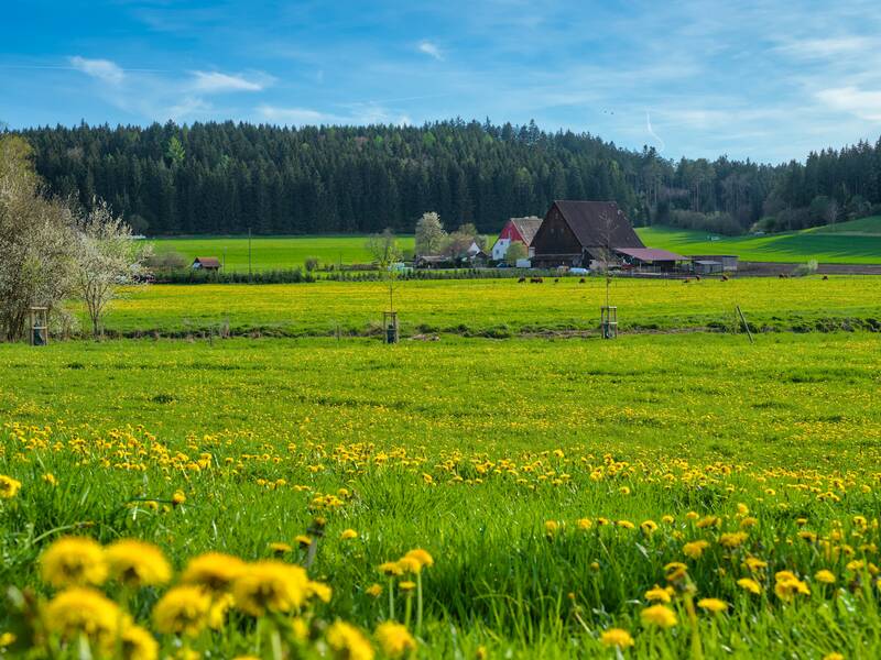 Eine blühende Wiese und im Hintergrund ist ein Hof zu sehen