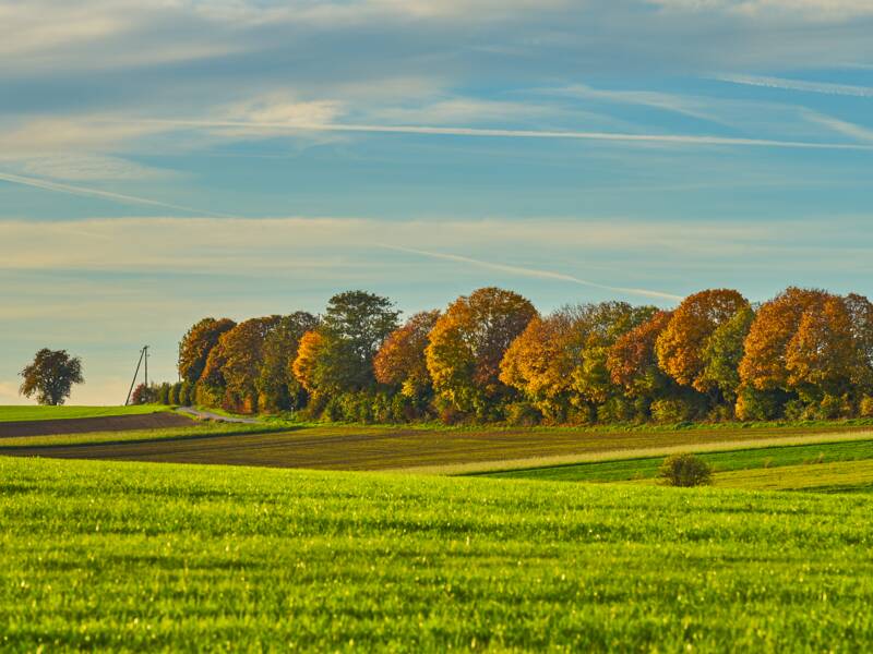 Das Bild zeigt eine friedliche ländliche Landschaft mit saftig grünen Feldern und einer Reihe Bäume in Herbstfärbung unter einem blauen Himmel mit leichten Wolken.