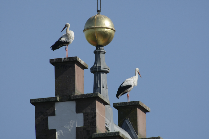 Turmspitze der Kirche St. Martin mit zwei Störchen bei strahlenblauem Himmel