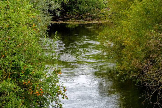 Ein ruhiger Fluss, umgeben von grünen Bäumen und Sträuchern, reflektiert das Licht zwischen den Blättern.