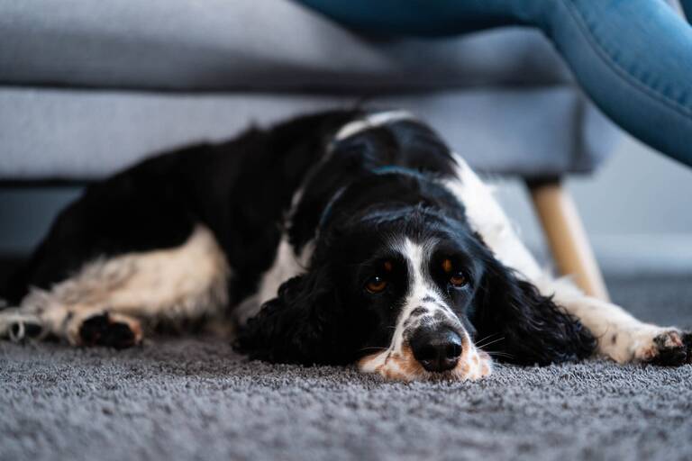 Schwarz-weißer Hund liegt entspannt auf dem Boden und blickt in die Kamera.