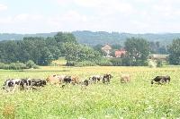 Grüne Wiese mit Kühen. Im Hintergrund Wald und ein Gebäude.