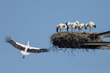 Blauer Hintergrund. Großer Storch fliegt zu einem Nest mit vier kleinen Storchen